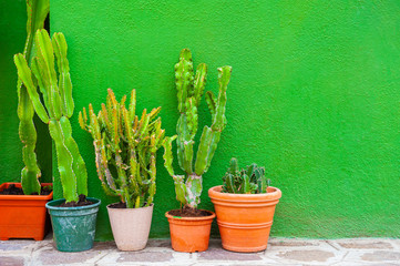 Green cactuses in the pots against the green wall. Colorful architecture in Burano island, Venice, Italy.