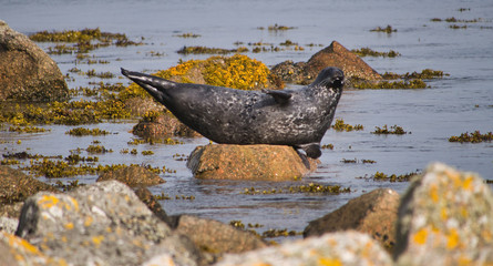 A grey seal (halichoreus griseus) relaxes on a rock on a sunny, calm day at Hamnavoe on the west...