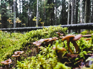 Family of honey agarics