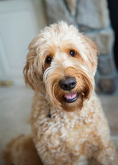 Goldendoodle 