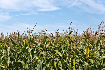 Corn field against blue sky