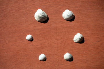 Six white sea shells of differents sizes on a brown wooden background	