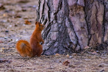 redhead squirrel on tree in park