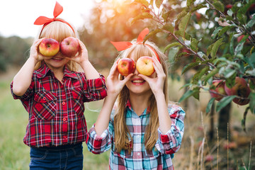 Two little blond-haired little sisters harvesting in an apple orchard. It is warm autumn time