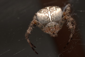 spider in web waits victim