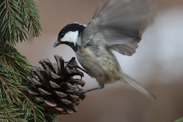 Coal Tit takes off from an fir tree branch On a blurred brown background ...