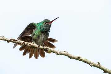 Glittering-throated Emerald hummingbird (Amazilia fimbriata) ready for take off, in the amazon forest of Suriname South America. White background.