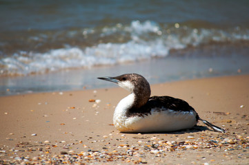 Seagulls against seashore. Close up view of white bird seagull with natural blue background.