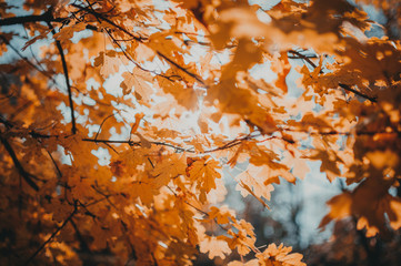 beautiful autumn leaves of yellow oak closeup. Autumn landscape background. Autumn abstract background with gold oak. Autumn nature forest background for design.