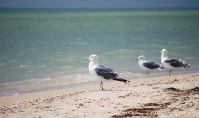 Seagulls against seashore. Close up view of white bird seagull with natural blue background.