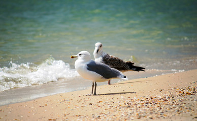 Seagulls against seashore. Close up view of white bird seagull with natural blue background.