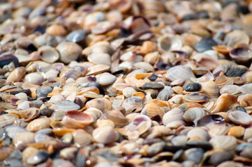 Background of small shells on the sea shore. Various small shell yard texture on the beach.