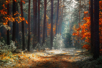 Autumn forest. Fall nature landscape. Beautiful yellow trees in scenic forest in morning sunlight.