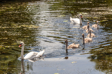 Swan family