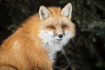 Red fox