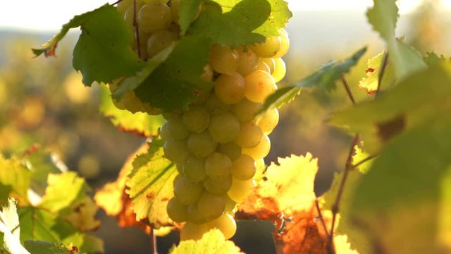 Ripe Vineyard Grapes. Italian Wineyard: Ripe grapes On vine for making white wine. Wine grapes harvest in Italy. Italian Countryside Beautiful Farms Vineyards.