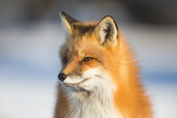 Obraz premium Red fox