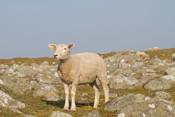 Schaf auf felsiger Weide