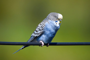 Obraz premium Budgie Bird ( Melopsittacus undulatus ) Sitting On A Wire and Taking a Nap
