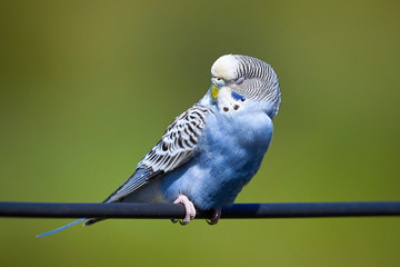 Budgie Bird ( Melopsittacus undulatus ) Sitting On A Wire and Taking a Nap