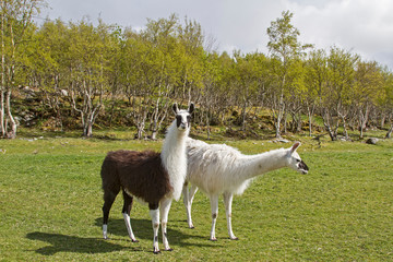 Obraz premium Lamas in Norwegen