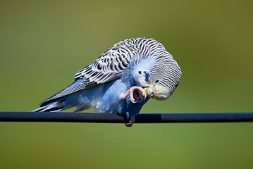 Budgie Bird ( Melopsittacus undulatus ) Sitting On A Wire And Cleaning his Claws