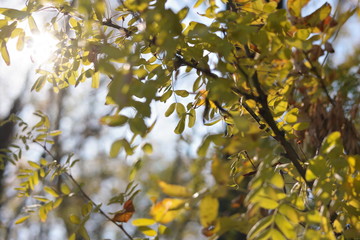 autumn leaves on tree