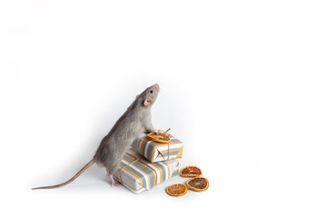 A decorative rat dumbo stands on its hind legs next to gifts on a white isolated background.