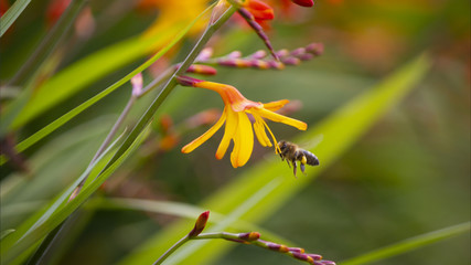 flor, fauna, insecto, maro, verde, flores, amarilla, bosques , hábitat, diversidad, vegetación , planeta , aire, na © karly