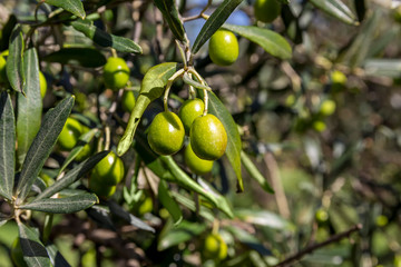 Detail of olives on olive tree