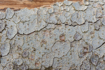 Tree bark brown color close-up