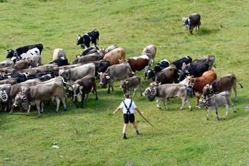 viehscheid im kleinwalsertal