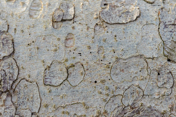 Tree bark brown color close-up.
