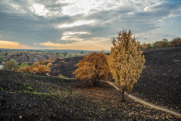 Naklejka premium A path through a scorched field leads to a yellow tree against a blue sky.