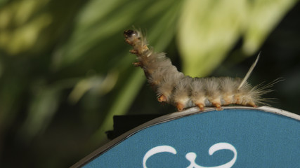 animales, vida, oruga peluda, oruga, insecto, naturaleza