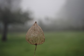 Dry and fresh physalis. Flowering in autumn. Dry physalis.