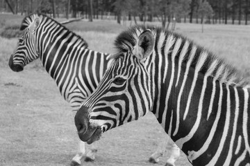 Fototapeta na wymiar Zebra schwarz weiß