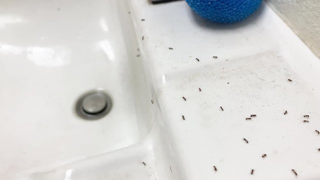 Top down Crawling ants on white faucet with washing scrunchy, static tripod
