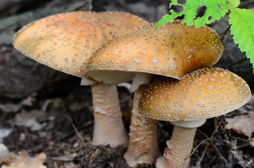 Amanita rubescens (blushers) mushrooms growing in the forest beside a fallen tree, close-up