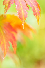 Korean maple leaves in autumn colors