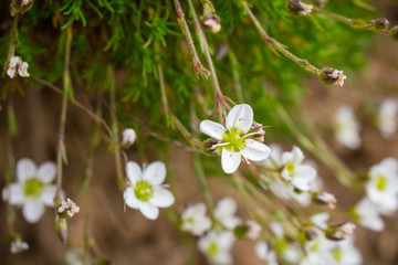 white flowers on green background
