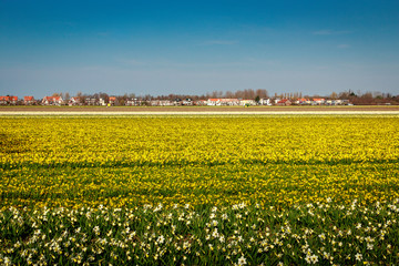 Fototapeta premium field of tulips