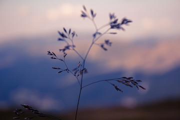 Lonely plant