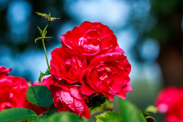 Obraz premium red rose in garden