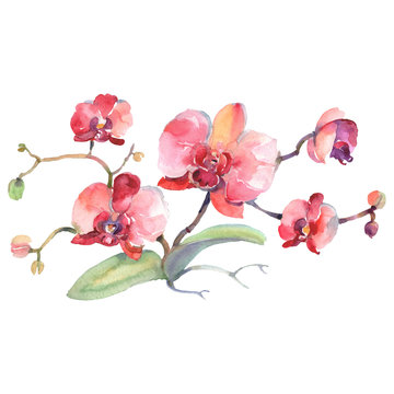Branch of red orchids floral botanical flowers. Watercolor background set. Isolated bouquets illustration element.
