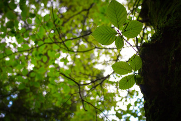 green leaves of a tree