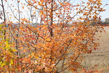 autumn leaves on tree