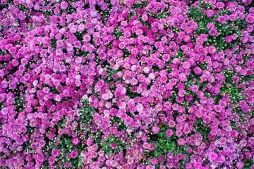 Pink flower. Flower in garden at sunny summer or spring day. Flower for postcard beauty decoration and agriculture concept design. Beautiful flower in tropical garden. Colorful flower. flower pattern.