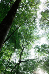 Fototapeta premium Boulders on Nature Trail in Woods