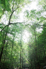 Boulders on Nature Trail in Woods
